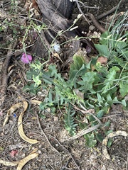 Lactuca virosa