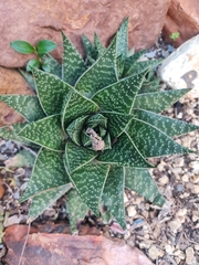 × Gasteraloe