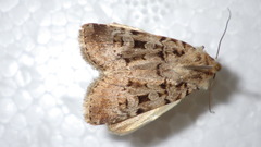 Chersotis multangula