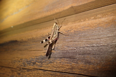 Aiolopus thalassinus tamulus