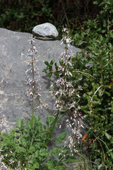 Petromarula pinnata