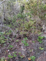 Cupressus pygmaea