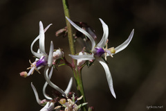 Petromarula pinnata