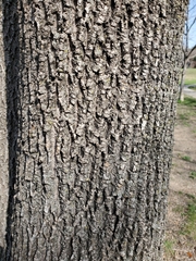 Fraxinus berlandieriana