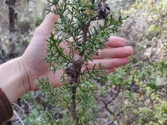 Cupressus pygmaea
