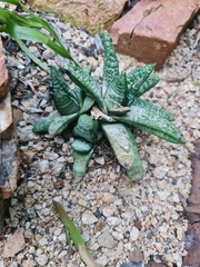 Gasteria