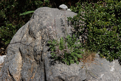 Petromarula pinnata