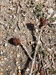 Fraxinus berlandieriana