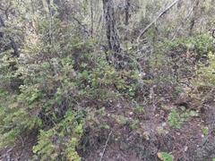 Cupressus pygmaea