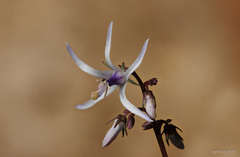Petromarula pinnata