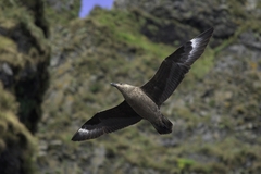 Stercorarius skua