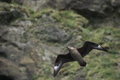 Stercorarius skua
