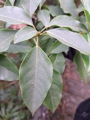 Dendropanax dentiger