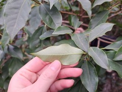 Dendropanax dentiger