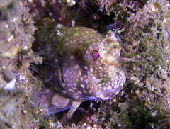 Crossosalarias macrospilus