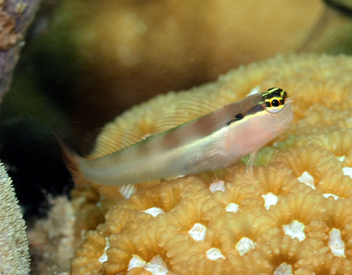 Shirley's coralblenny (Ecsenius shirleyae) — Blenniidae — 3