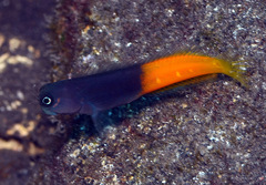 Ecsenius bicolor