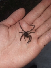 Lycosa erythrognatha