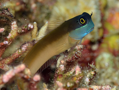 Grootoog-koraalslijmvis (Ecsenius ops) — Blenniidae — 3