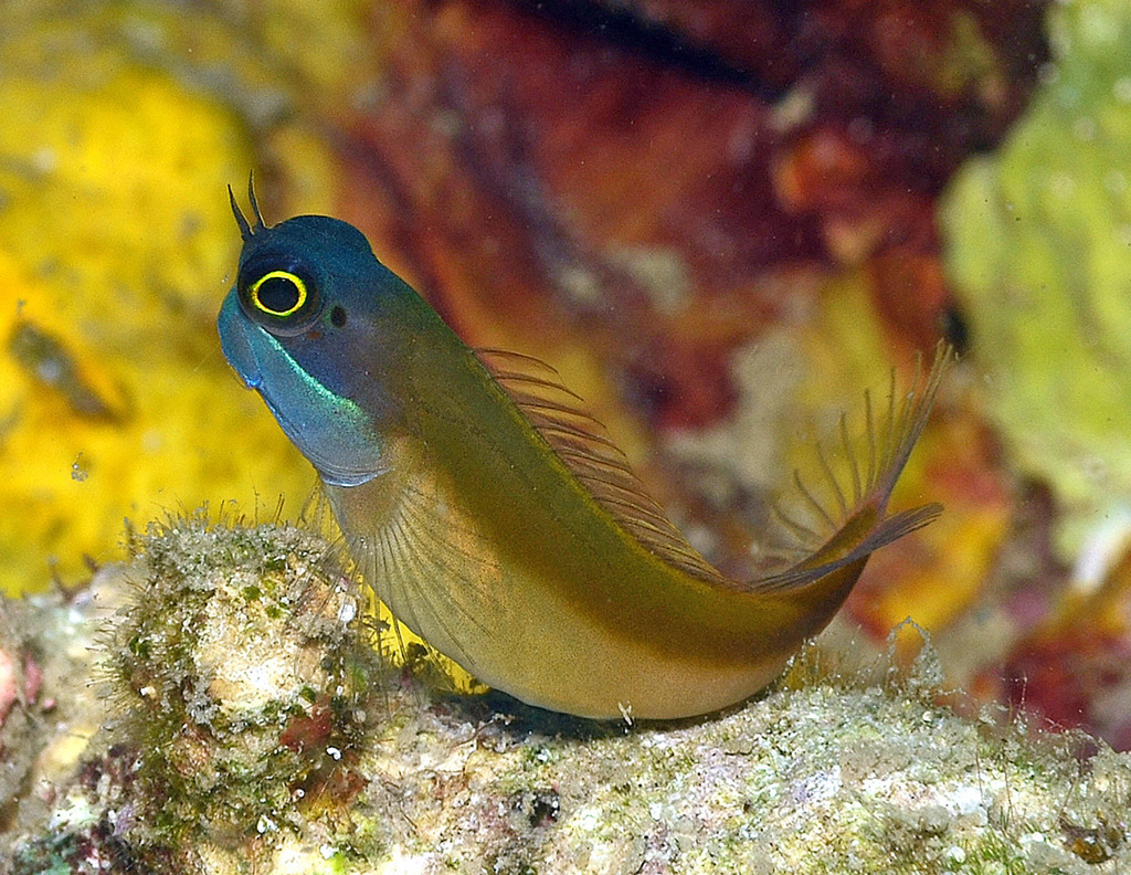 Grootoog-koraalslijmvis (Ecsenius ops) — Blenniidae