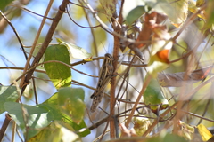 Schistocerca piceifrons