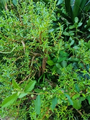 Crassula sarcocaulis