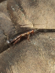 Loboptera decipiens