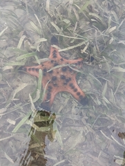 Protoreaster nodosus