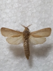 Phragmataecia castaneae