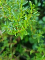 Crassula sarcocaulis