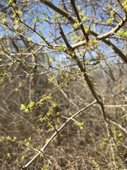 Forestiera