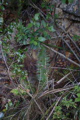 Blechnum punctulatum