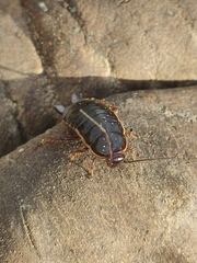 Loboptera decipiens