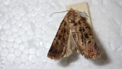 Chersotis multangula