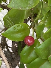 Codonanthopsis uleana