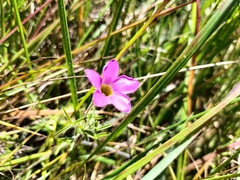 Oxalis ciliaris