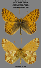 Boloria alaskensis