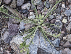 Lepidium lasiocarpum