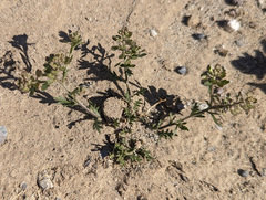 Lepidium lasiocarpum