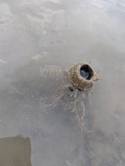 Bryozoa