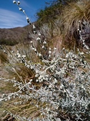 Artemisia mendozana