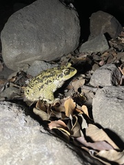 Rhinella spinulosa