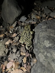 Rhinella spinulosa