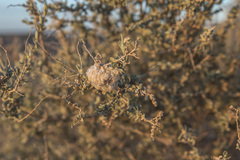 Asphondylia floccosa