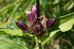 Gentiana pannonica