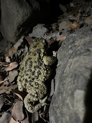 Rhinella spinulosa