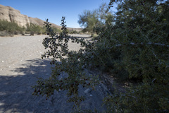 Condalia globosa pubescens