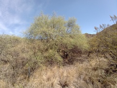 Prosopis flexuosa