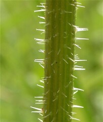 Picris hieracioides