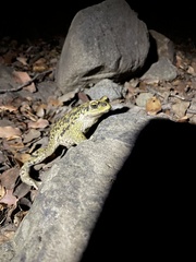 Rhinella spinulosa
